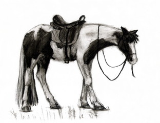 Рисунок углем "Набросок пегой лошади"