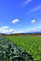 昭和村の野菜畑