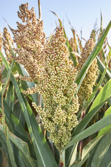 Obraz premium Sorghum bicolor