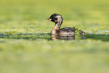 Little Grebe, Grebe, Tachybaptus ruficollis