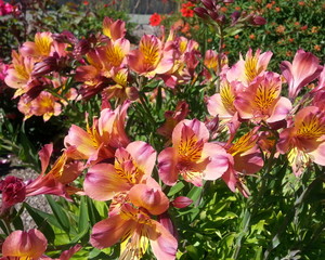 Peruvian Lilies