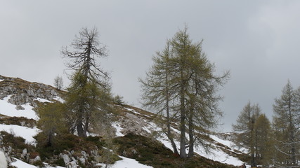 Larici in alta quota
