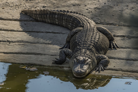 Crocodile near water pond in sunny day