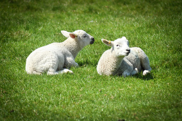Naklejka na ściany i meble 2 British spring Lambs