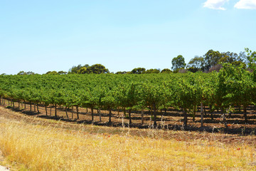 Obraz premium Rows of Grape Vines