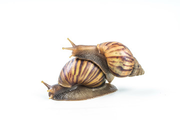 snails on white background  ,Can convey the love of young people or competition