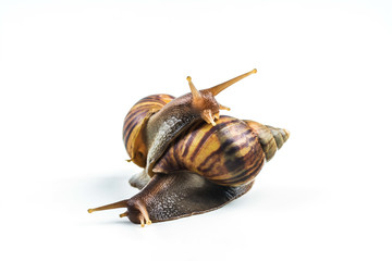 snails on white background  ,Can convey the love of young people or competition