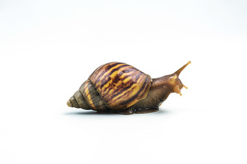 snails on white background