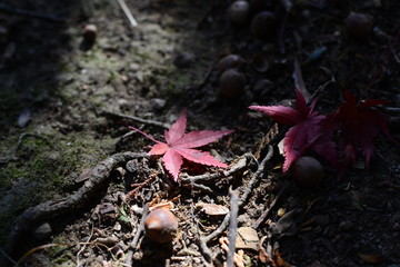 紅葉の季節