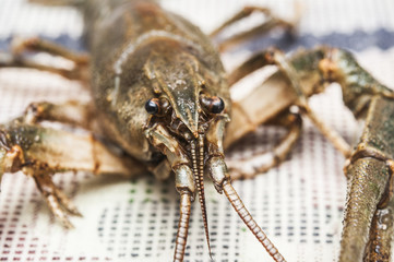 Raw cancer on tabletop