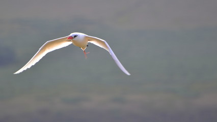 Red-tailed tropicbird, Phaethon rubricauda, Ave del trópico de cola roja, Seabird, Rano Raraku, Easter Island, Pacific Ocean, Rapa Nui nation, Chile