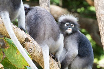 Lovely monkeys,cute Macaque glasses,funny monkey lives in a natural forest of Thailand