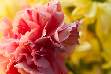 Another feast of colors