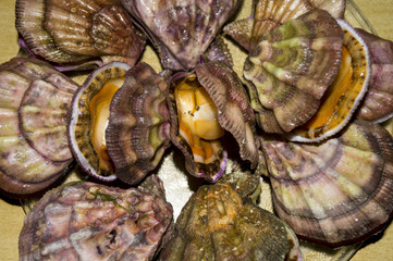 sea shellfish scallop