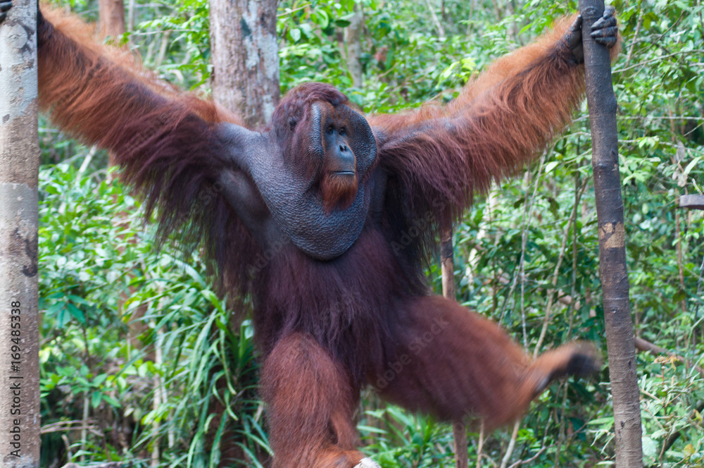 Wall mural king orangutan