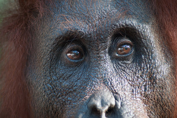 closeup of orangutan eyes © Melissa