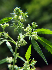 cannabis plant pollen sacs