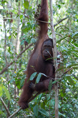 orangutan hanging from a tree © Melissa