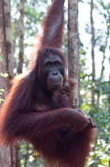 orangutan and baby smiling