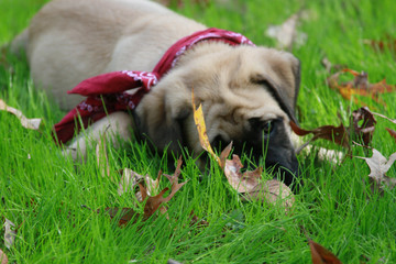 Fawn English Mastiff Puppy