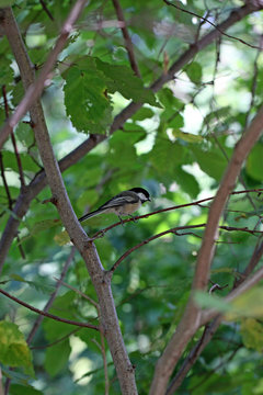 m&eacute;sange &agrave; t&ecirc;te noire