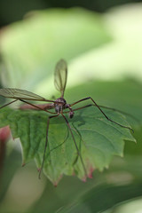 insecte