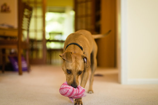 A Small Brown Dog Plays With A Pink Toy.