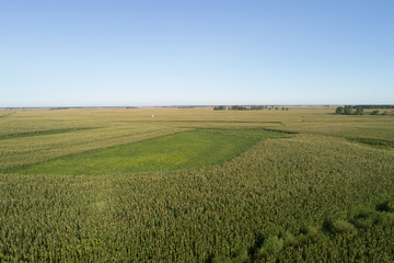 Fototapeta premium Aerial view of the maize and soybean field from drone