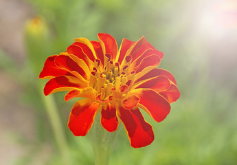 Marigold