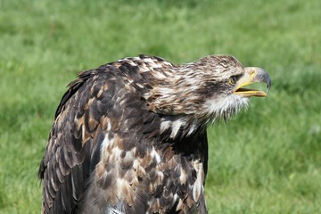Hawk