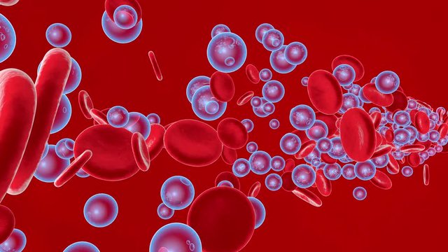 Oxygen flowing with Erythrocytes in the bloodstream.
