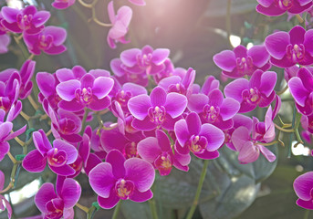 Orchid