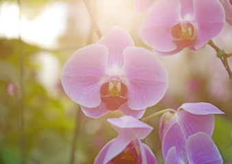 Orchid
