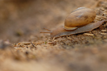 Brown Snail