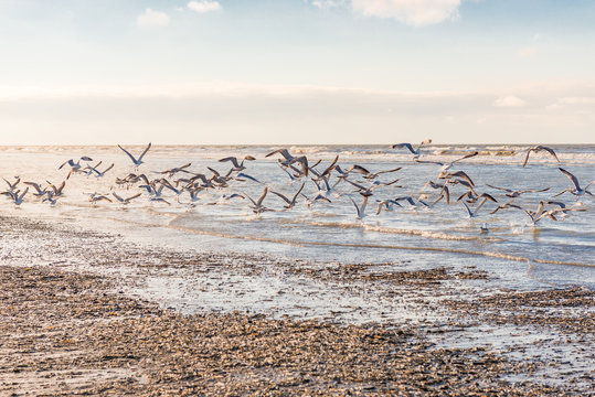 Schwarm von M&ouml;wen am Strand von Blankenberge in Belgien