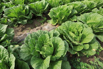 chinese cabbage crops in growth at field © lzf
