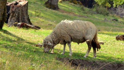 Sheep eating in the forest, with bell, grin, grass, San Martín de Los Andes, Neuquén, Patagonia, Argentina