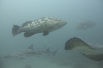 Longtooth grouper and red stingray