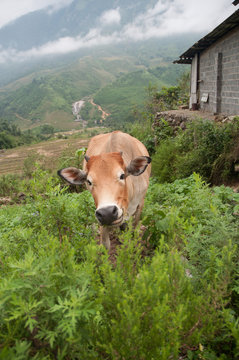 happy cow