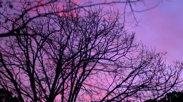 Timelapse of trees and a winter sunset