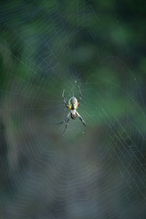 Garden Spider in Her Web