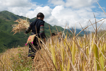 harvest