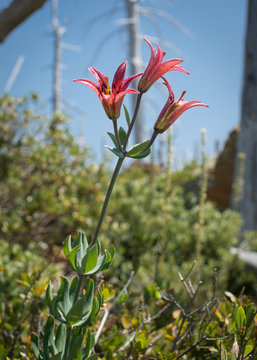 Fototapeta Bolander's Lily