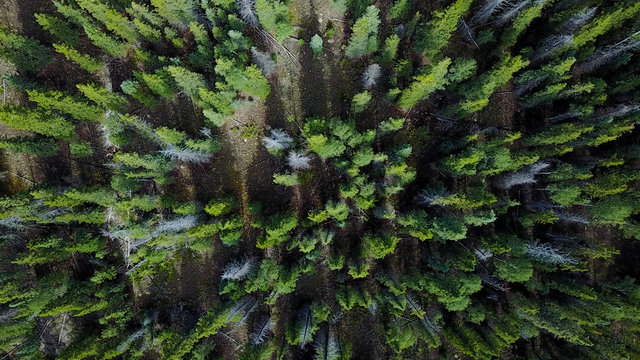 Birds Eye View Of The Forest 