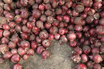 harvest red onion