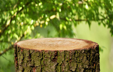 Tree trunk background