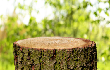 Naklejka premium Tree trunk background