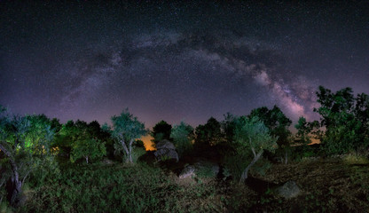 Milky Way arch over olive trees