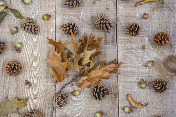 Branch of autumn oak leaves on rustic wooden boards, acorns, pine cones, needles and leaves scattered