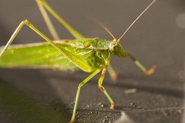 Katydid on a Dumpster